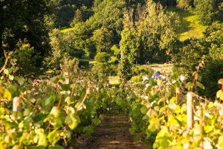 Domaine de la Jasnière